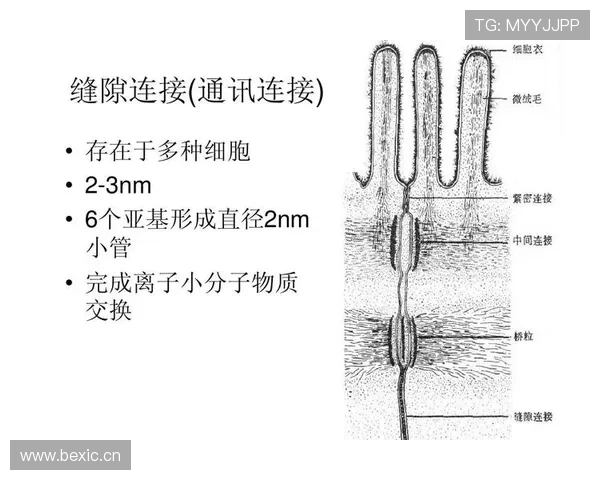 B费与门德斯在组织推进下形成分化结构